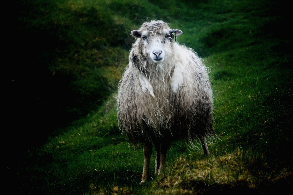 Gudrun Koch, &copy; Gudrun Koch