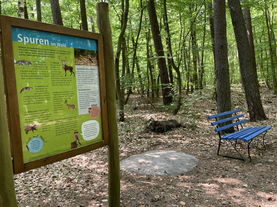 Wer ist da gelaufen? Wir gehen auf Fährtensuche!, © TZ Südliche Boddenküste Wer ist da gelaufen? Wir gehen auf Fährtensuche!, © TZ Südliche Boddenküste