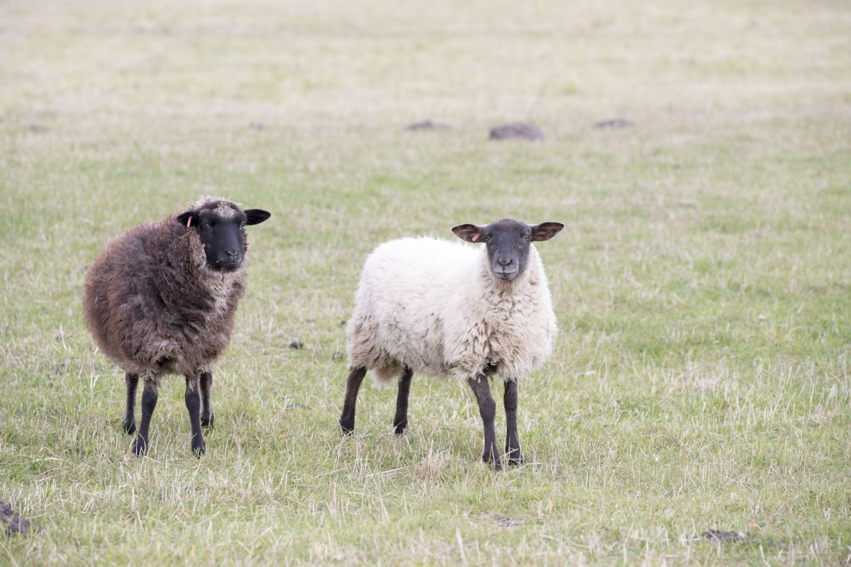 oekohof1_stoever, &copy; Kurverwaltung Goehren / Martin Stoever