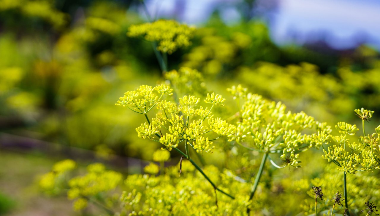Klosterkräutergarten Himmelpfort, © André Wirsig Klosterkräutergarten Himmelpfort, © André Wirsig