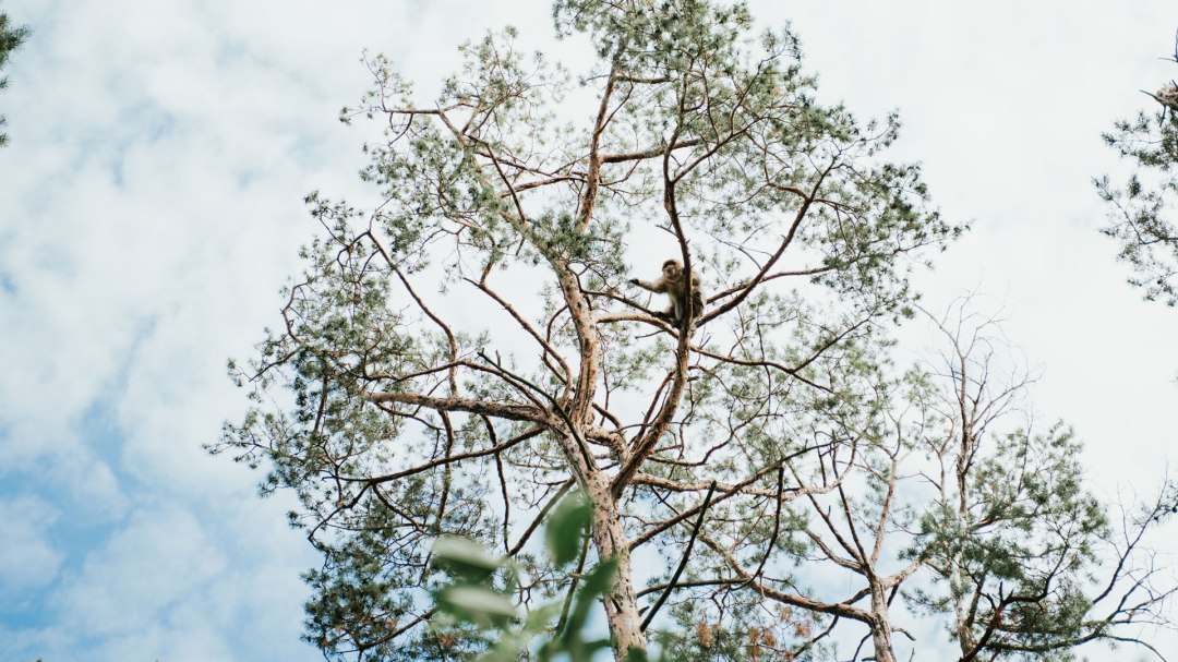 Affenwald Malchow, © 1000seen Affenwald Malchow, © 1000seen