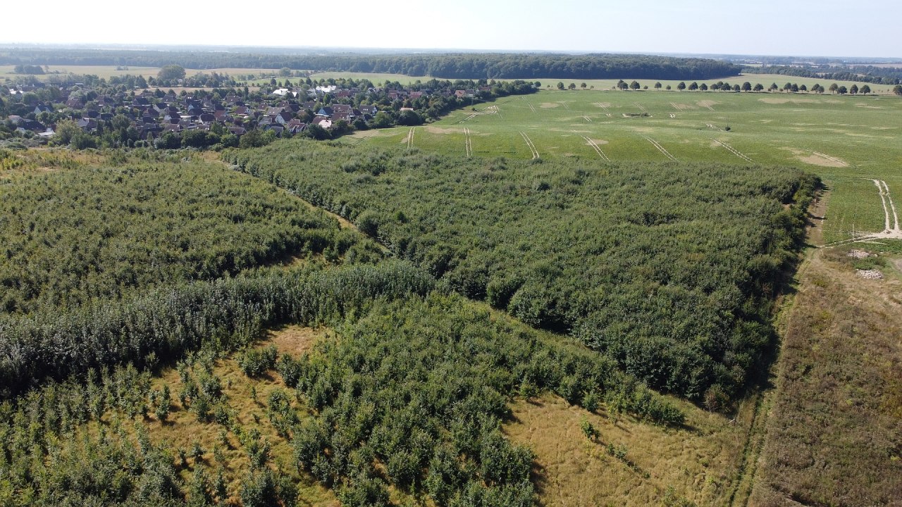 Klimawald Haren Steinfeld // © Landesforst MV Klimawald Haren Steinfeld // © Landesforst MV