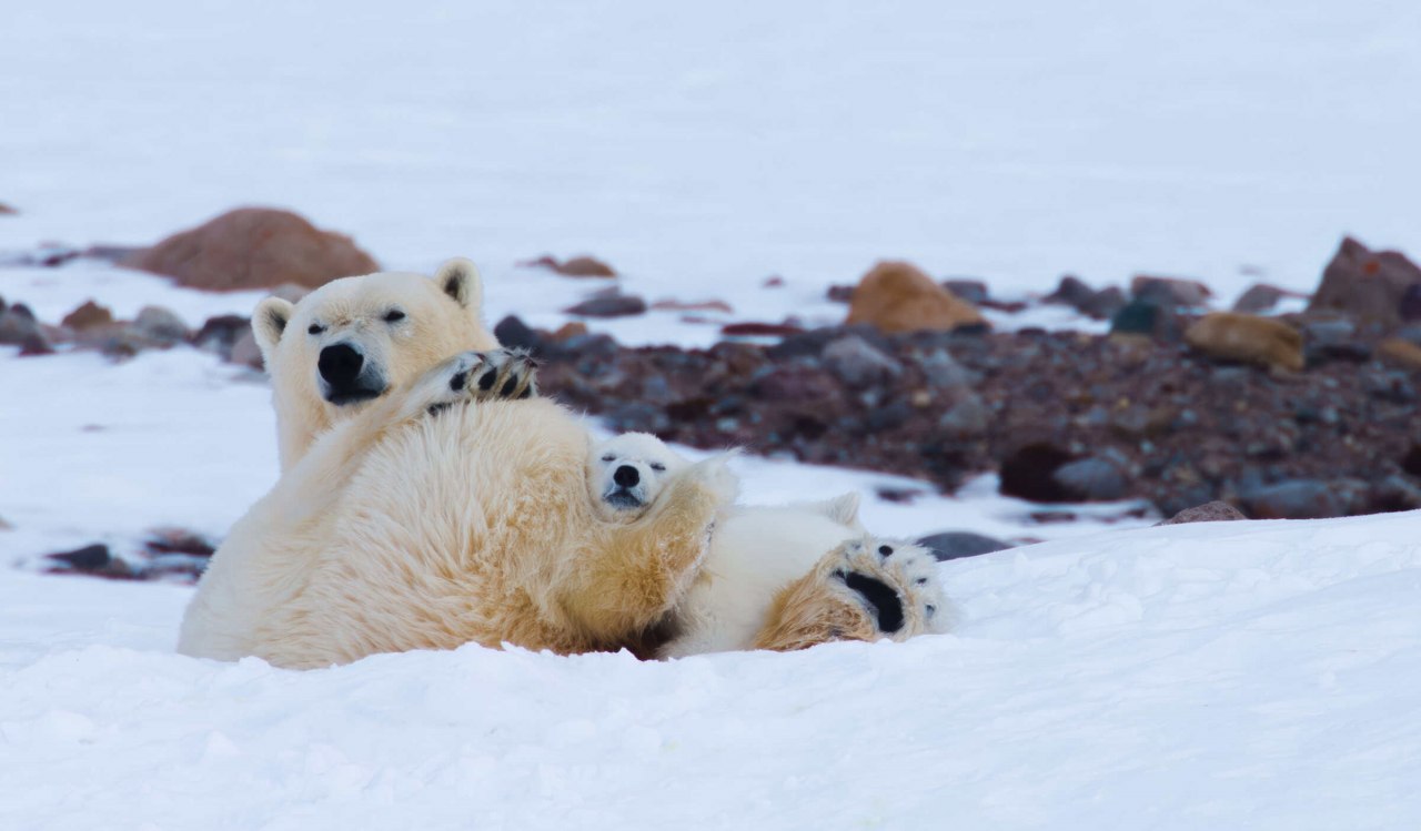 © Artic Light © Artic Light