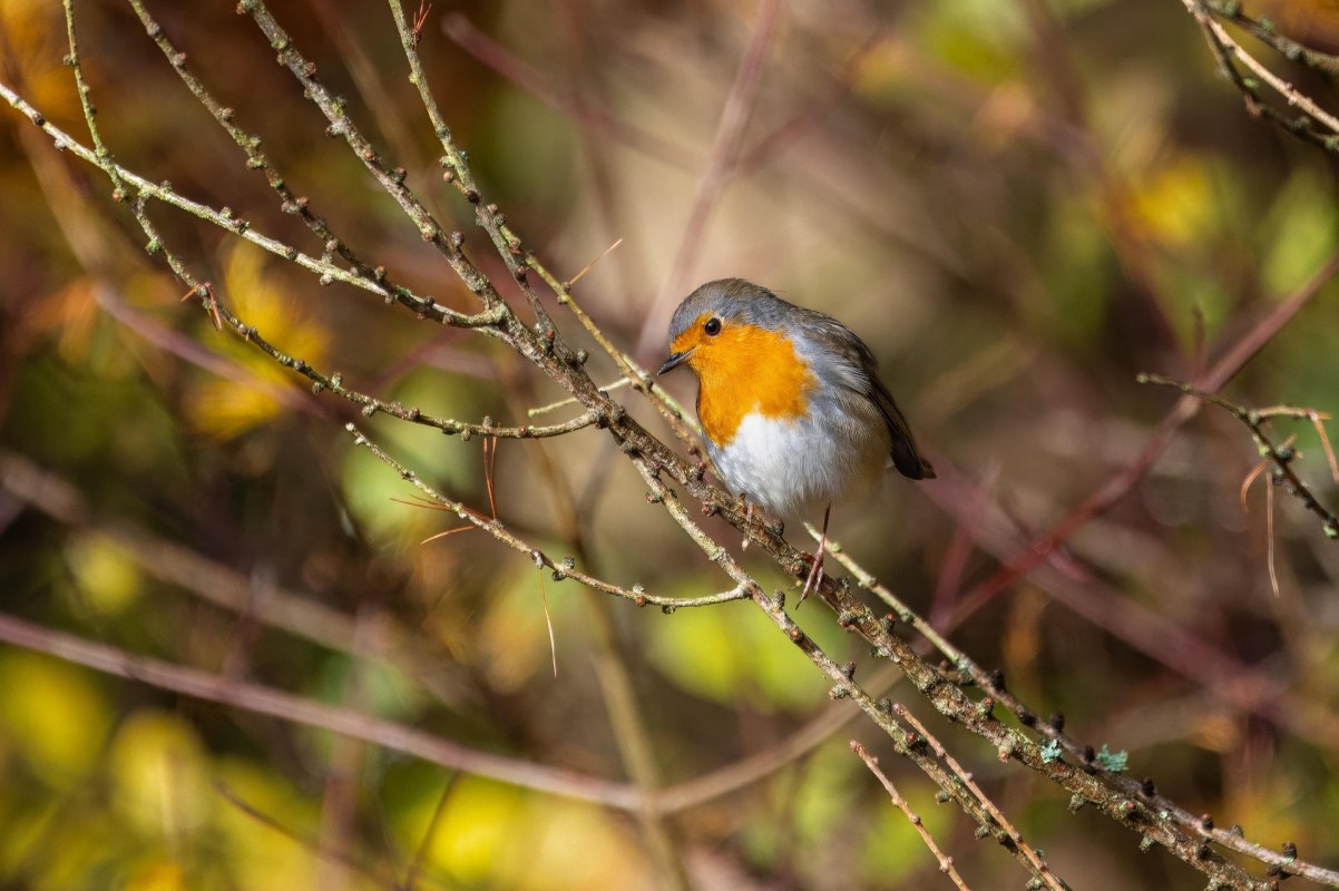 &copy; Willfried Wende (pixabay)