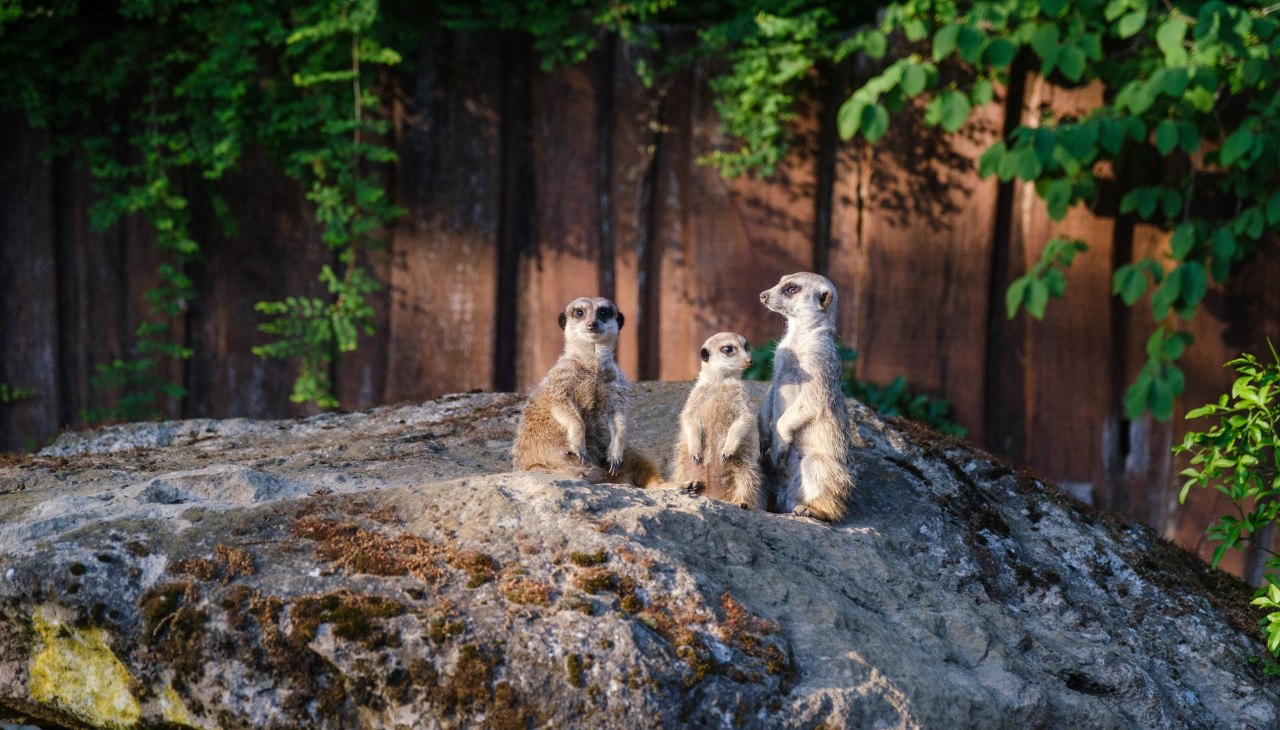 Erdm&auml;nnchen - Zoo Schwerin (2), &copy; Zoo Schwerin