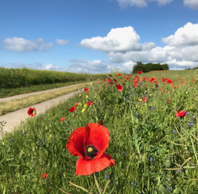 Das Seedorfer H&uuml;gelland summt und bl&uuml;ht und er&ouml;ffnet herrliche Ausblicke. // &copy; Kurverwaltung Sellin