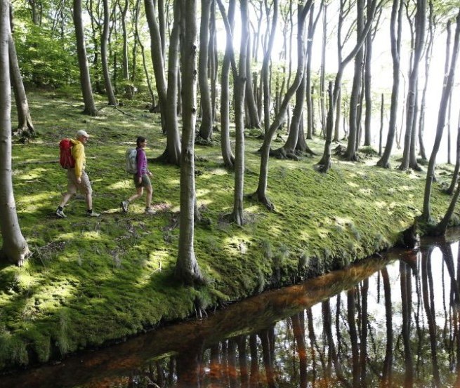 Wanderung durch den K&uuml;stenwald bei Lietzow // &copy; MV-T/outdoor-visions.com