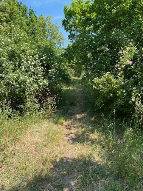 Alpakarunde, © Touristinformationen Wesenberg & Mirow, Mecklenburgische Kleinseenplatte Alpakarunde, © Touristinformationen Wesenberg & Mirow, Mecklenburgische Kleinseenplatte