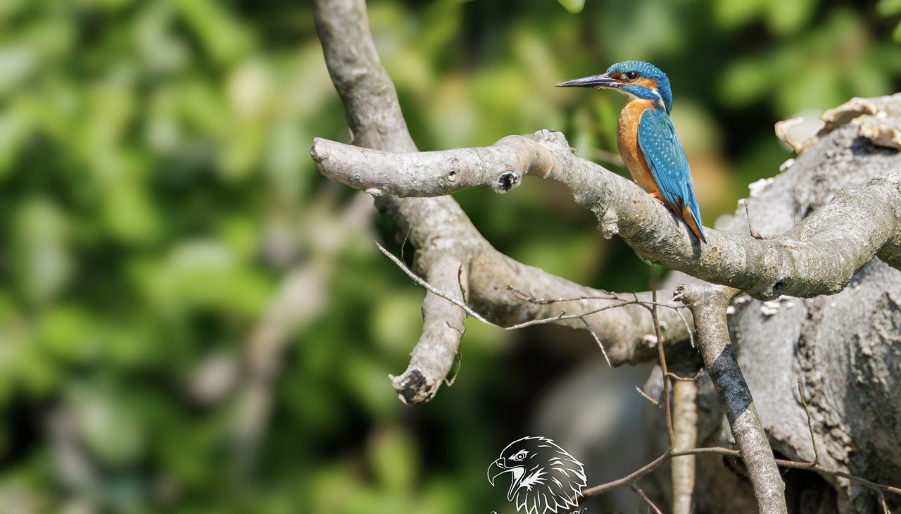 IJsvogel., © Vogeltouren MV/ Kevin Hempel IJsvogel., © Vogeltouren MV/ Kevin Hempel