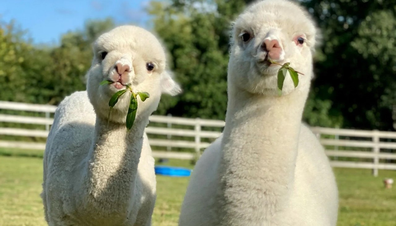 Trebeltal- Alpacas, © Anne Häusler Trebeltal- Alpacas, © Anne Häusler