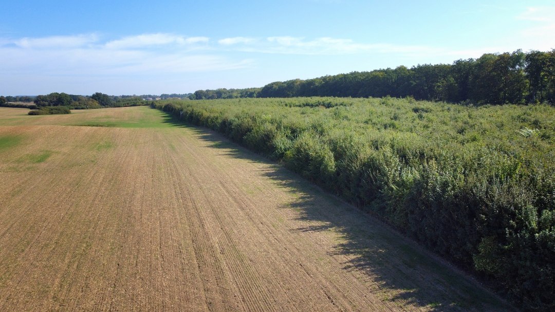 Klimawald Seefelder Holz, © Landesforst MV Klimawald Seefelder Holz, © Landesforst MV
