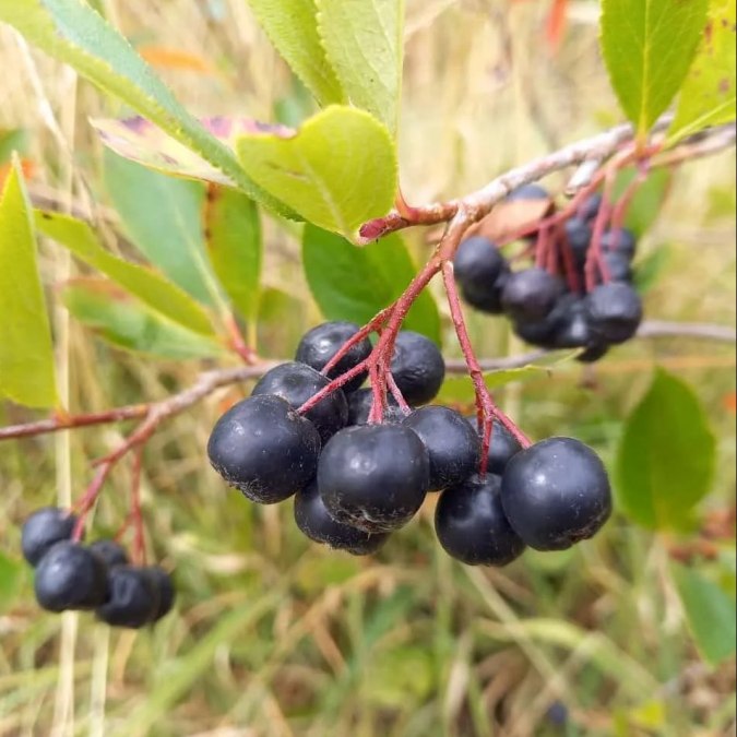 reife Aroniabeeren am Strauch, &copy; Gunnar Maquardt