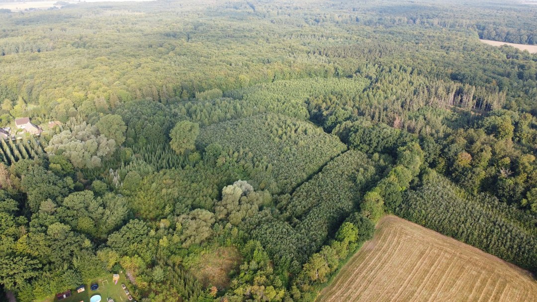 Klimaatbos Golchen, © Landesforst MV Klimaatbos Golchen, © Landesforst MV