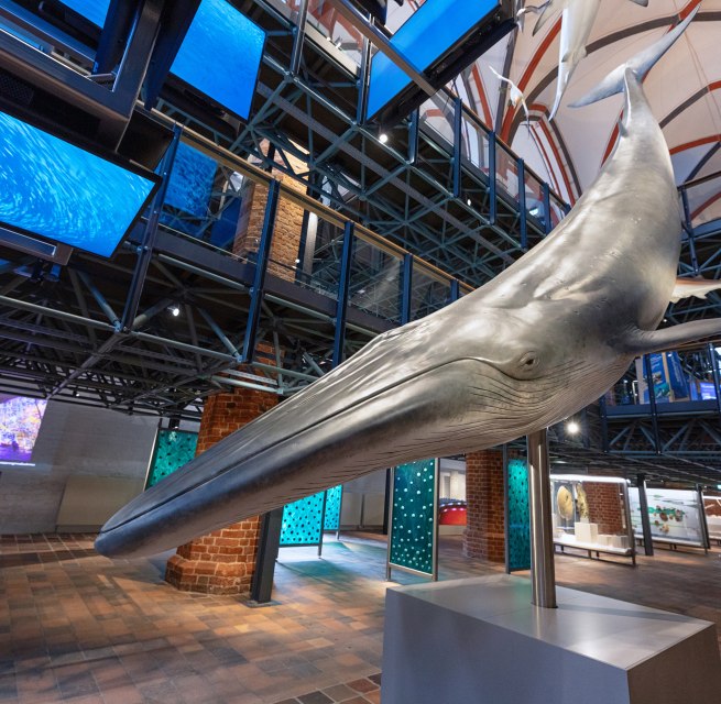 Im Westportal der Kirchenhalle empfängt die imposante multimediale Inszenierung einer Jagd auf einen Sardinenschwarm die Gäste., © Anke Neumeister/Deutsches Meeresmuseum