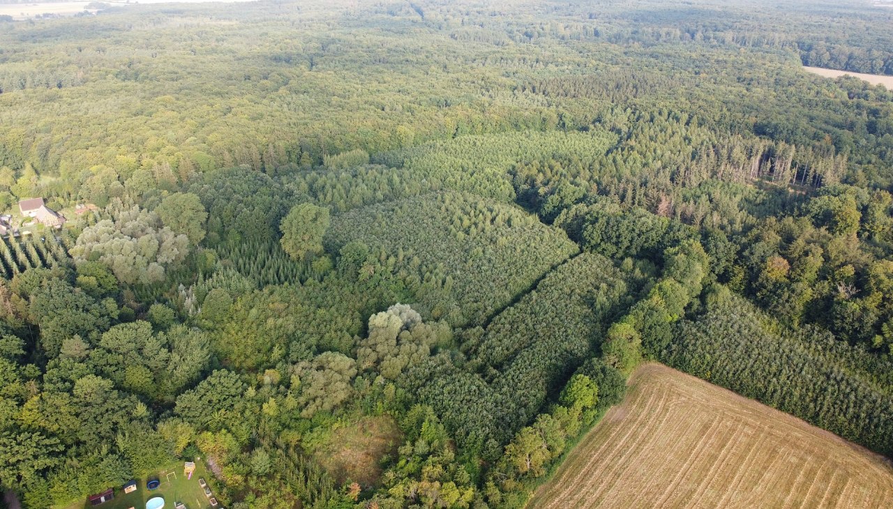 Klimawald Golchen, © Landesforst MV Klimawald Golchen, © Landesforst MV