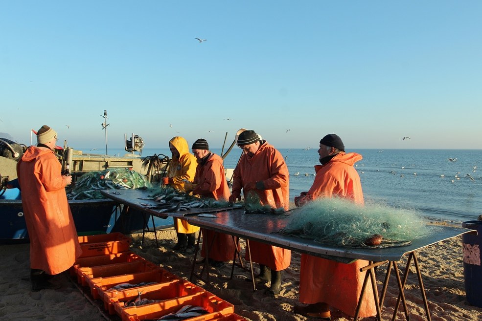 De haring wordt uit het net geplukt // © MYFISH-ostsee, © Freddie Bijkerk De haring wordt uit het net geplukt // © MYFISH-ostsee, © Freddie Bijkerk
