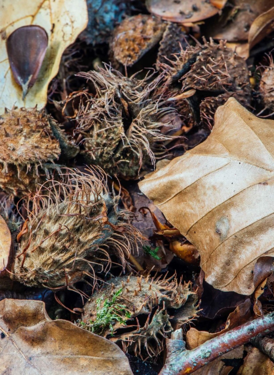 Bucheckern liegen auf dem Waldboden, frisch vom Baum