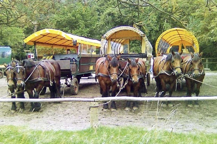 Kutschfahrten Bergmann