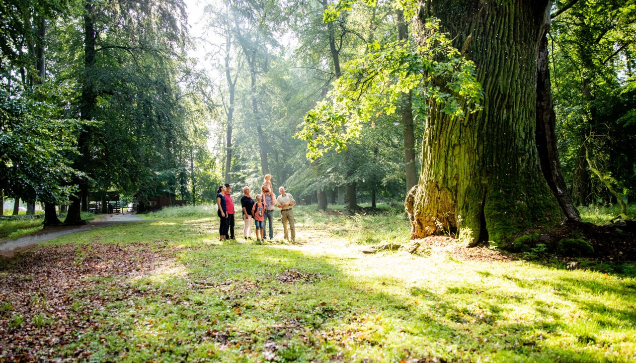 Rieseneiche bestaunen, © Landesforst MV Rieseneiche bestaunen, © Landesforst MV