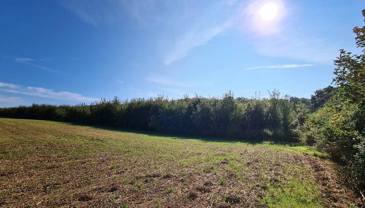 Klimaatbos Seefelder Holz, &copy; Landesforst MV