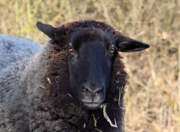 &copy; Pferdehof W&uuml;stgrabow