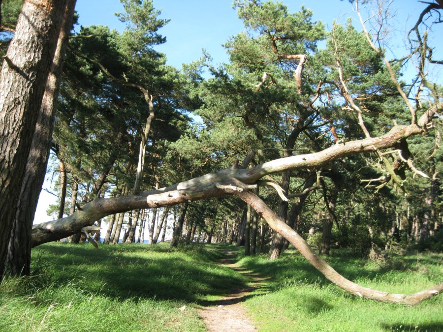 Interessante wandelingen langs het strand en door het kustbos van Ludwigsburg, © Angelika Michaelis Interessante wandelingen langs het strand en door het kustbos van Ludwigsburg, © Angelika Michaelis