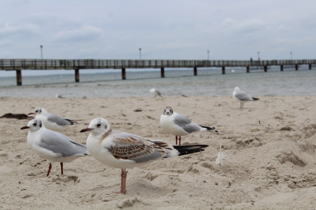 M&ouml;wen im Wind am Strand vom Seebad Lubmin // &copy; TVV-Bock
