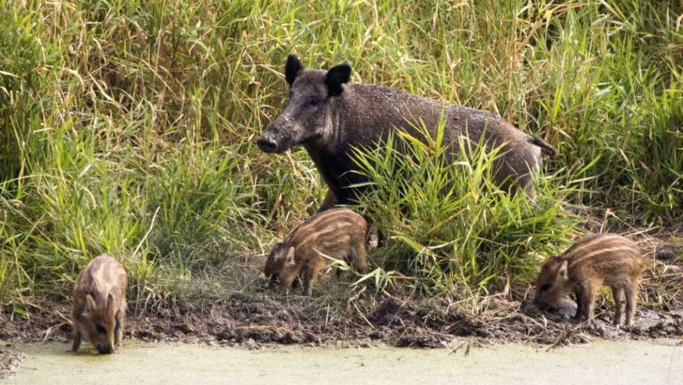 Wildschweine sind in Wildtierland tagaktiv. // © Deutsche Wildtier Stiftung Wildschweine sind in Wildtierland tagaktiv. // © Deutsche Wildtier Stiftung