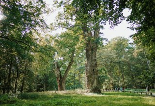 Knorrige Stämme ragen in den Himmel, ihre Rinde erzählt von Jahrhunderten. Die Ivenacker Eichen gehören zu den ältesten Bäumen Deutschlands und stehen im Naturschutzgebiet bei Stavenhagen. Licht fällt durch das dichte Blätterdach und taucht den Waldboden in ein sanftes Grün – ein Ort, der Ehrfurcht weckt. // © 1000seen.de Knorrige Stämme ragen in den Himmel, ihre Rinde erzählt von Jahrhunderten. Die Ivenacker Eichen gehören zu den ältesten Bäumen Deutschlands und stehen im Naturschutzgebiet bei Stavenhagen. Licht fällt durch das dichte Blätterdach und taucht den Waldboden in ein sanftes Grün – ein Ort, der Ehrfurcht weckt. // © 1000seen.de