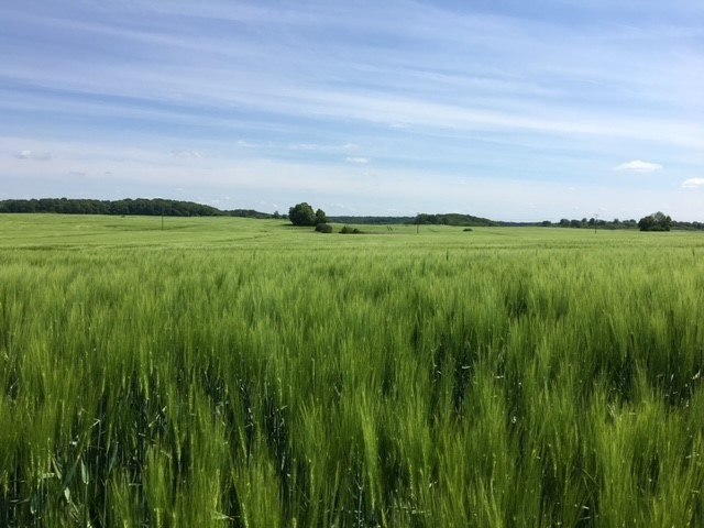 Gro&szlig;steingrab Gnewitz1, &copy; TMV