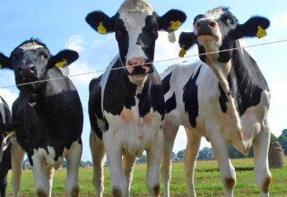 Die 1.000 flei&szlig;igen Milchk&uuml;he produzieren bis zu zehn Millionen Kg Milch pro Jahr, &copy; AGP L&uuml;besse