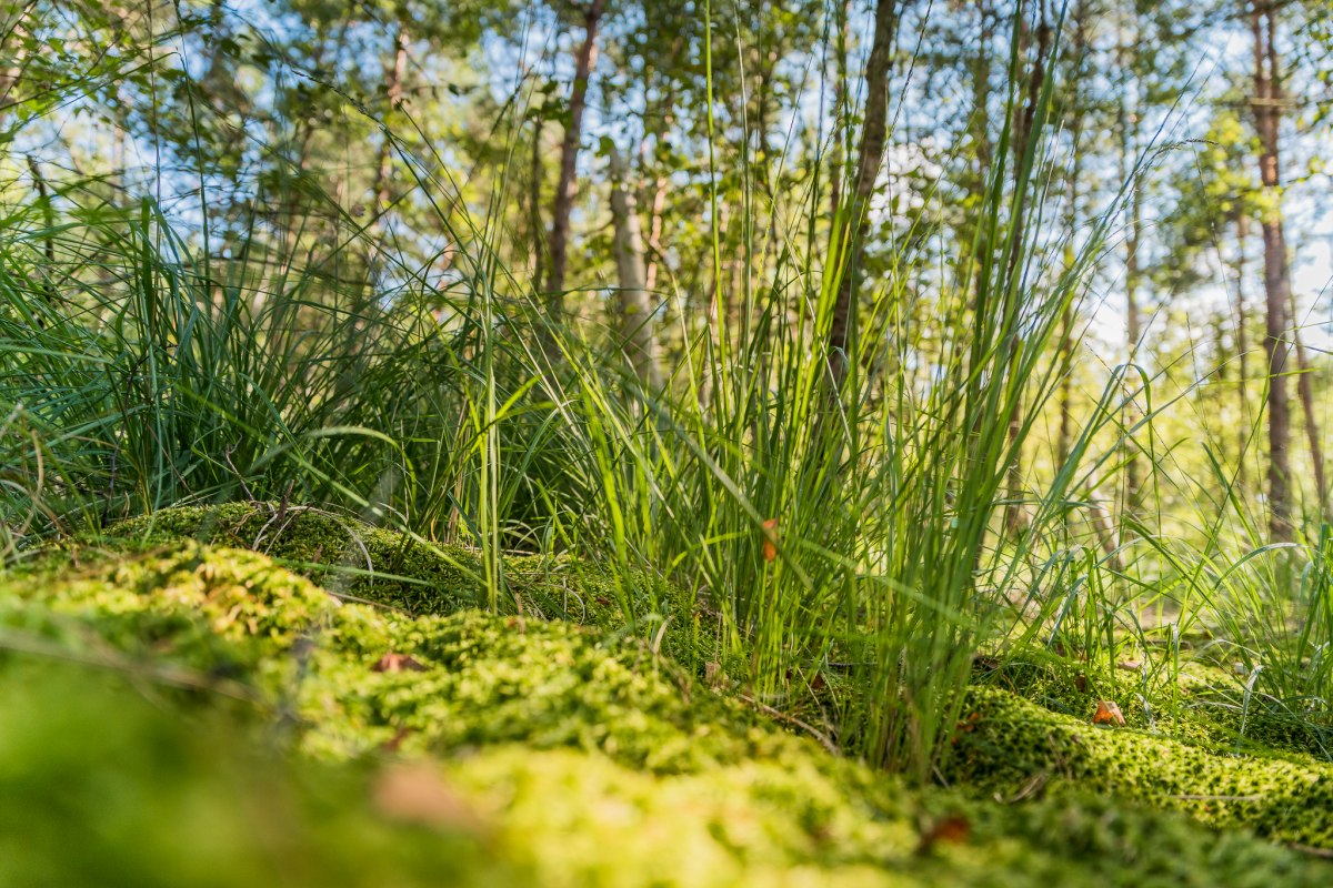 Moorwanderung // &copy; Andr&eacute; Pristaff / TuK