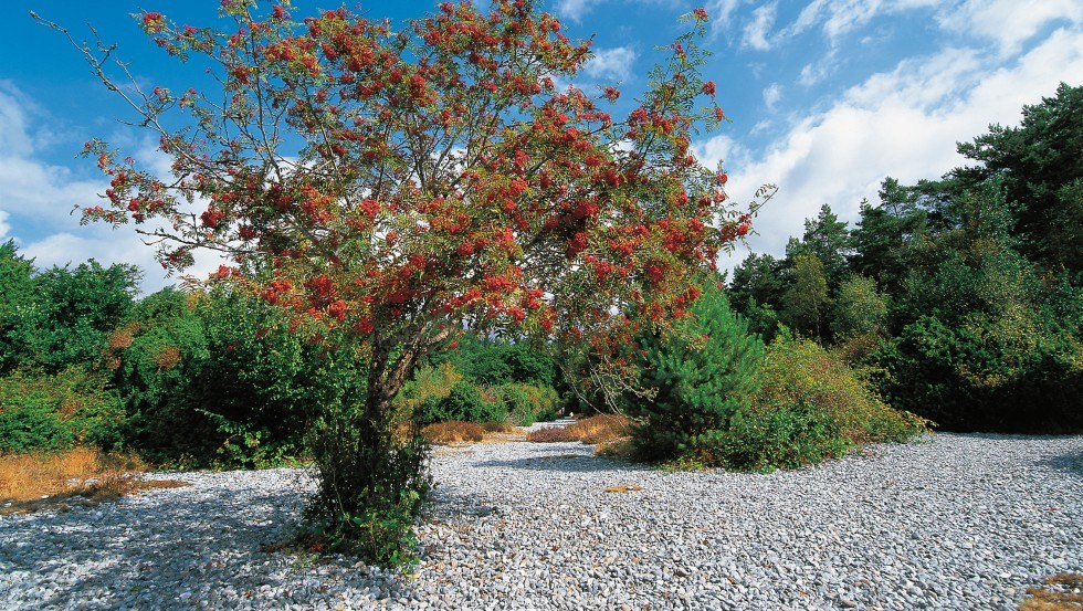 Das steinerne Meer bei Mukran auf der Insel R&uuml;gen besteht aus faustgro&szlig;en Feuersteinen // &copy; TMV/Grundner