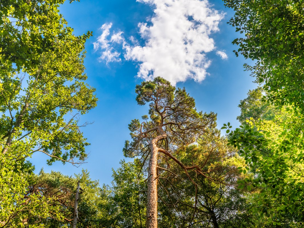 Bosbaden in kuuroord aan de Oostzee Graal-M&uuml;ritz | met Torsten Maa&szlig; // &copy; Andr&eacute; Pristaff / TuK