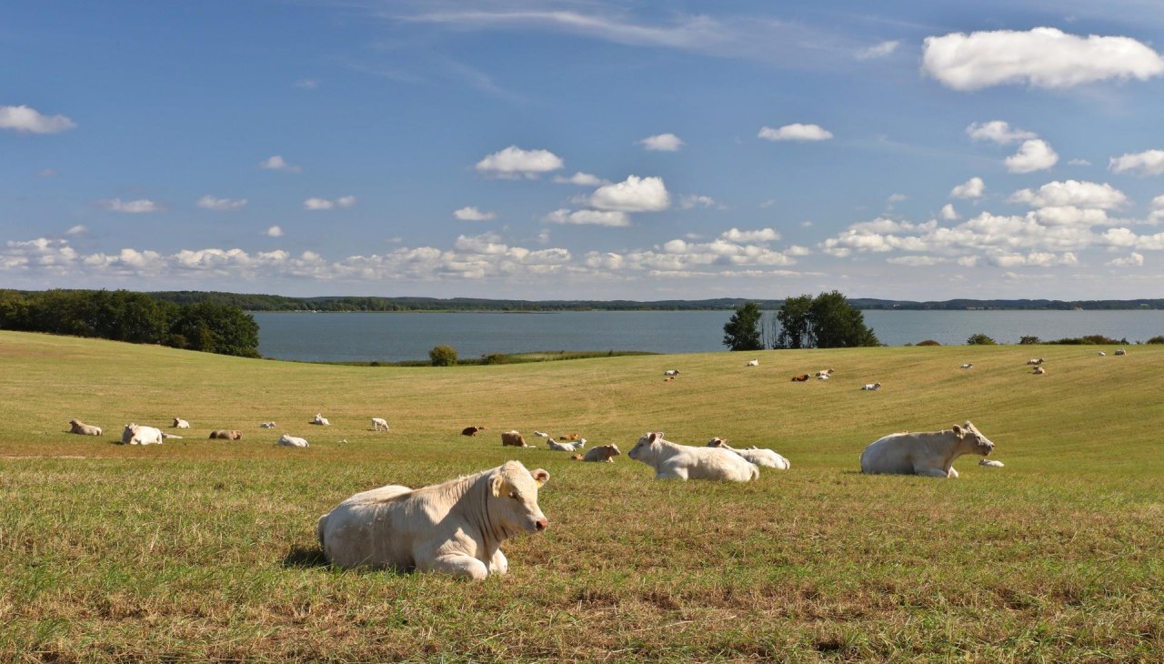 Loddiner Höft, © TMV/Gohlke Loddiner Höft, © TMV/Gohlke