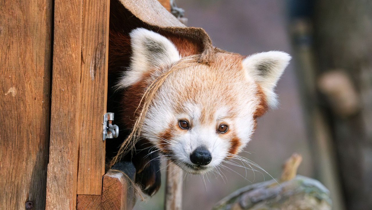 © Zoo Schwerin © Zoo Schwerin
