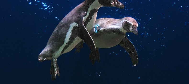 Fliegende Pinguine // © Vogelpark Marlow Fliegende Pinguine // © Vogelpark Marlow