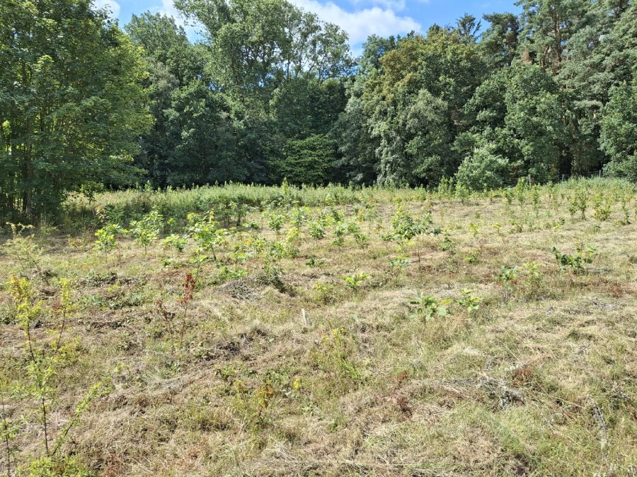Klimawald Haidhof - Jüngste Auforstungen, © Landesforst MV