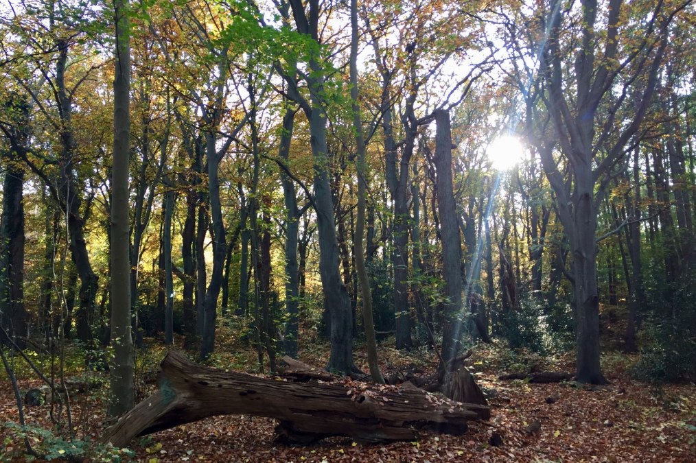 Ahrenshooper Holz, © Kurverwaltung Ahrenshoop