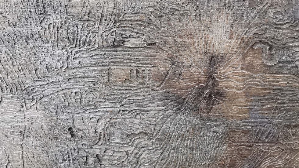 Offenlegung. Unsere W&auml;lder verdursten und sterben in nie gekannter Geschwindigkeit, &copy; Franz Riegel