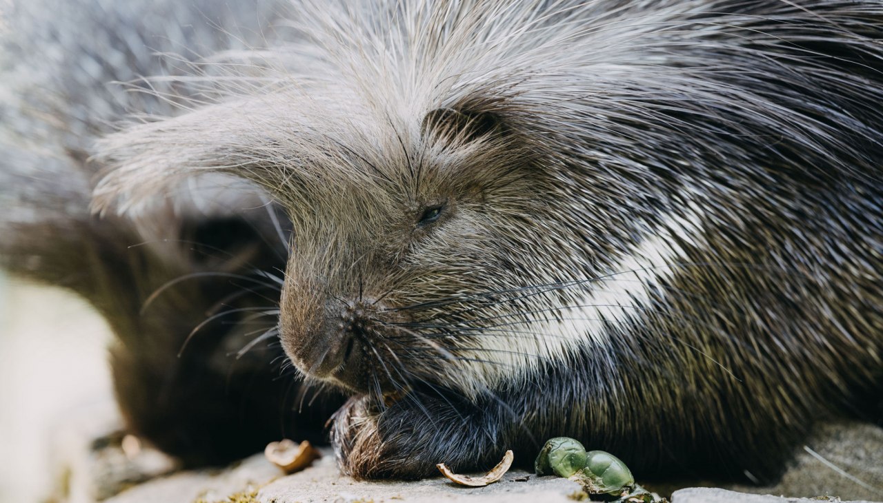 TIERGARTEN NEUSTRELITZ, © Theresa Lange Fotografie TIERGARTEN NEUSTRELITZ, © Theresa Lange Fotografie