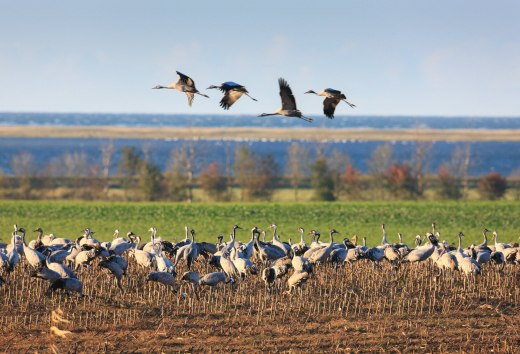 In überwältigender Zahl bevölkern Kraniche Feld und Himmel über Fischland-Darß-Zingst // © MV-T/Growe-Lodzig In überwältigender Zahl bevölkern Kraniche Feld und Himmel über Fischland-Darß-Zingst // © MV-T/Growe-Lodzig