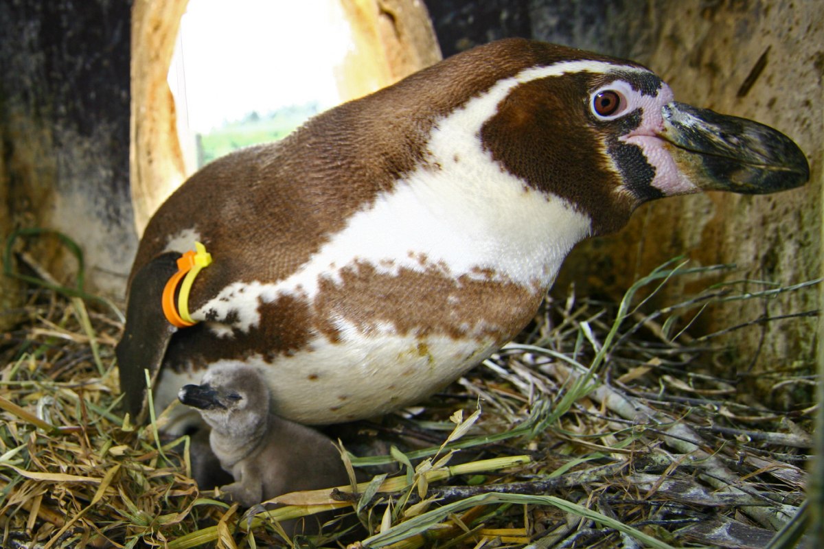 Pinguinnachwuchs // © Vogelpark Marlow Pinguinnachwuchs // © Vogelpark Marlow