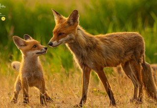 »Fenja, die Küstenfüchsin«, © Mario Müller