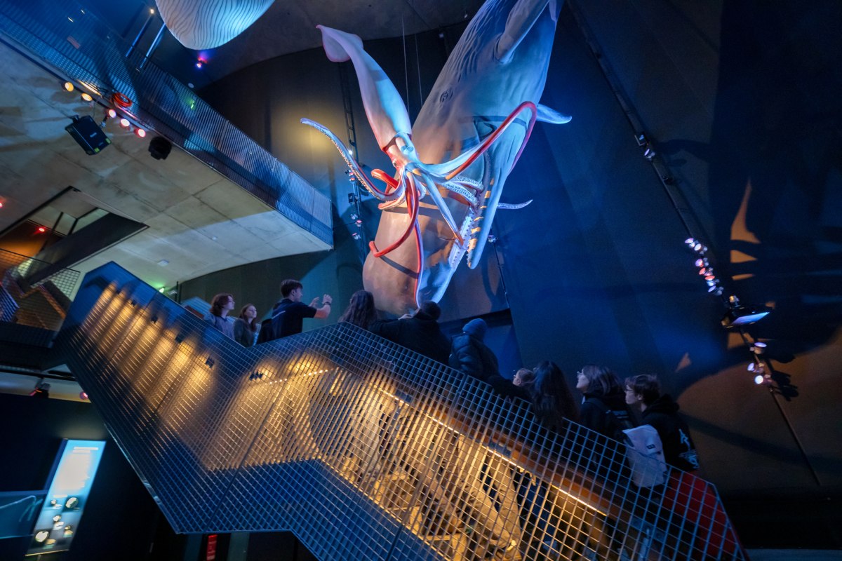 Eine Gruppe steht auf einer Treppe unter hängenden originalgroßen Walmodellen, © Anke Neumeister/Deutsches Meeresmuseum Eine Gruppe steht auf einer Treppe unter hängenden originalgroßen Walmodellen, © Anke Neumeister/Deutsches Meeresmuseum