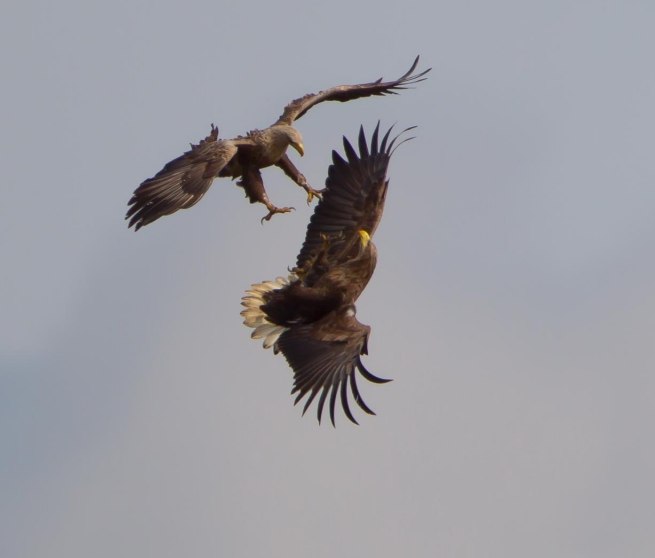 Seeadler-Tour // &copy; Mirko Hecht