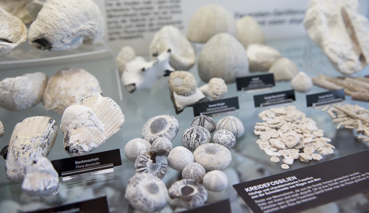 Kreidefossilien in der Ausstellung im NATUREUM Dar&szlig;er Ort, &copy; Anke Neumeister/Deutsches Meeresmuseum