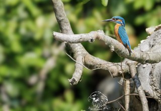 Eisvogel., &copy; Vogeltouren MV/ Kevin Hempel