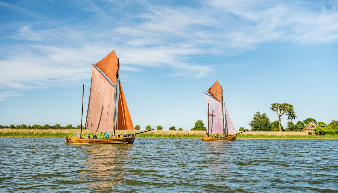 Zwei traditionelle Zeesboote mit rotbraunen Segeln gleiten bei Sonnenschein &uuml;ber den Bodden vor gr&uuml;ner Uferkulisse.