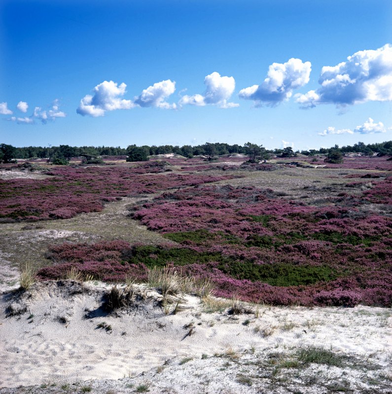Heidebl&uuml;te auf Hiddensee // &copy; NPA Vorpommern